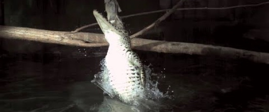 Krokodil-attack!