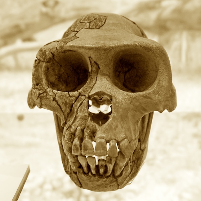 evolution och systematik inaktuella