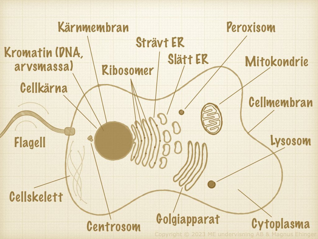 cellbiologi inaktuella