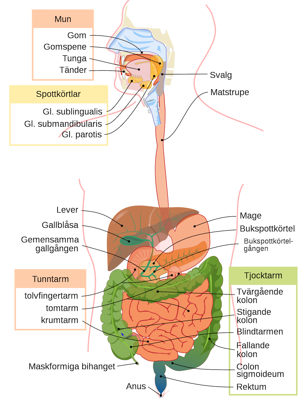 mat och matspjalkning