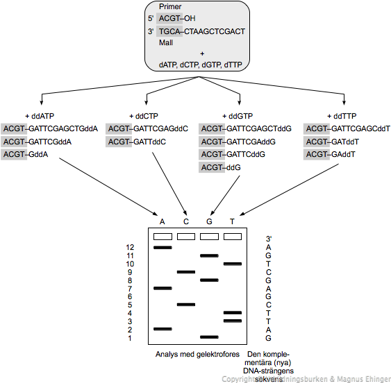 DNA molekylernas funktion