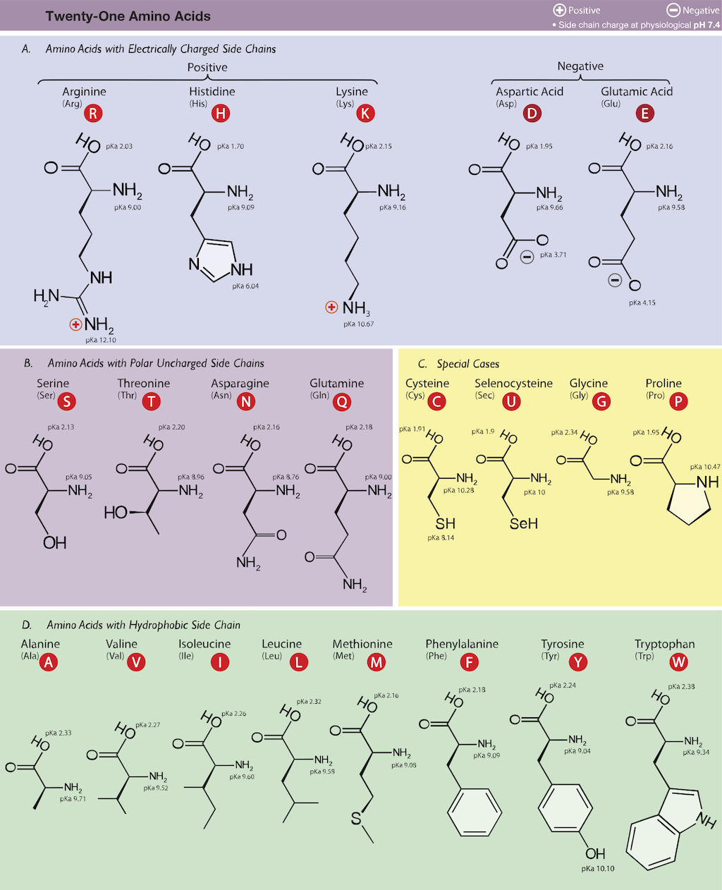 biomolekyler