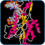 DNA
