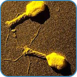 virologi