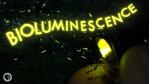 Naturens egna fyrverkerier