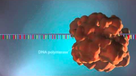 Hur DNA-molekylen kopieras: 3D-animering