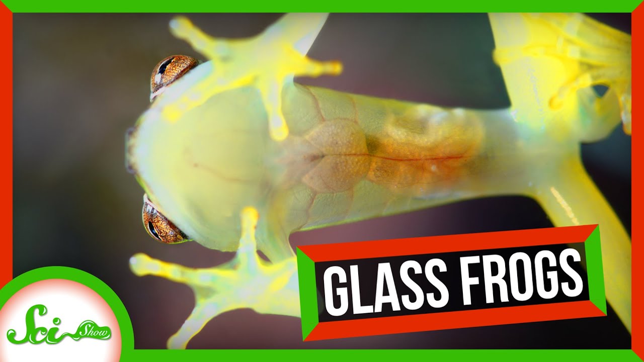 Glasgrodors speciella kamouflage