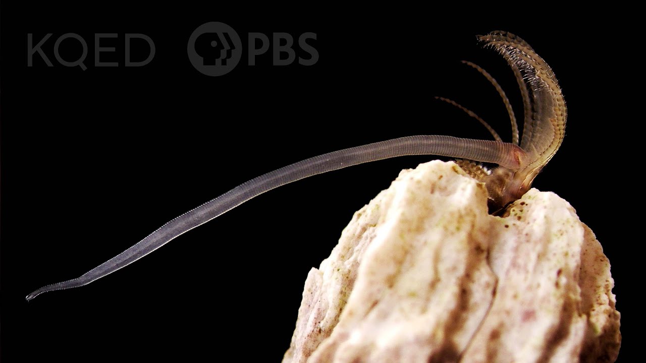 Allt havstulpaner gör för att få till det