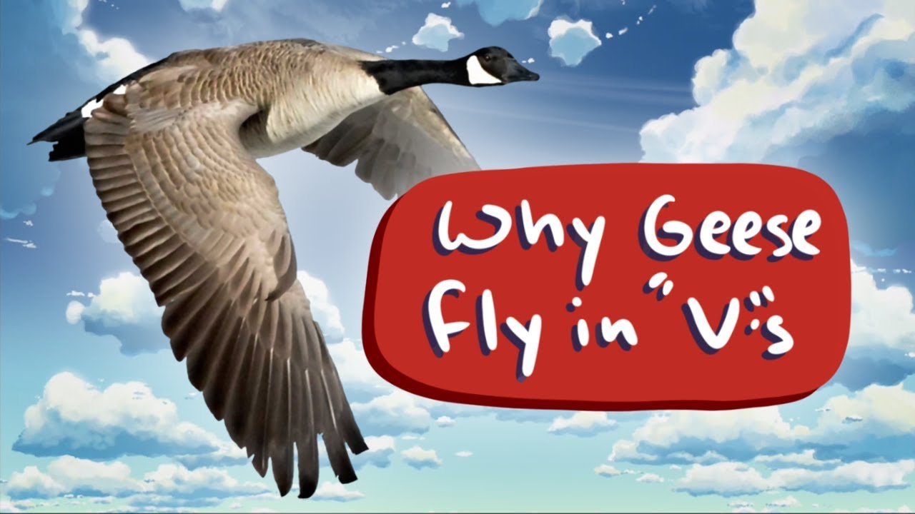 Varför flyger gäss i V-formation?