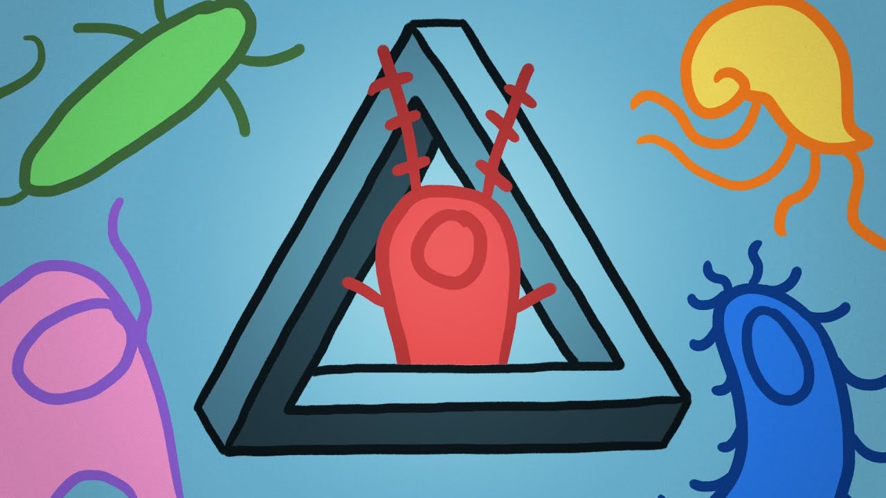 Plankton: Varför finns det så många olika arter?