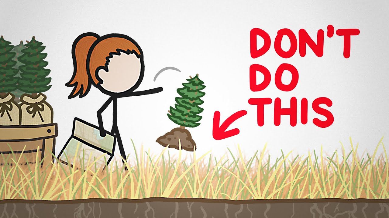 Plantera träd, men gör det rätt!