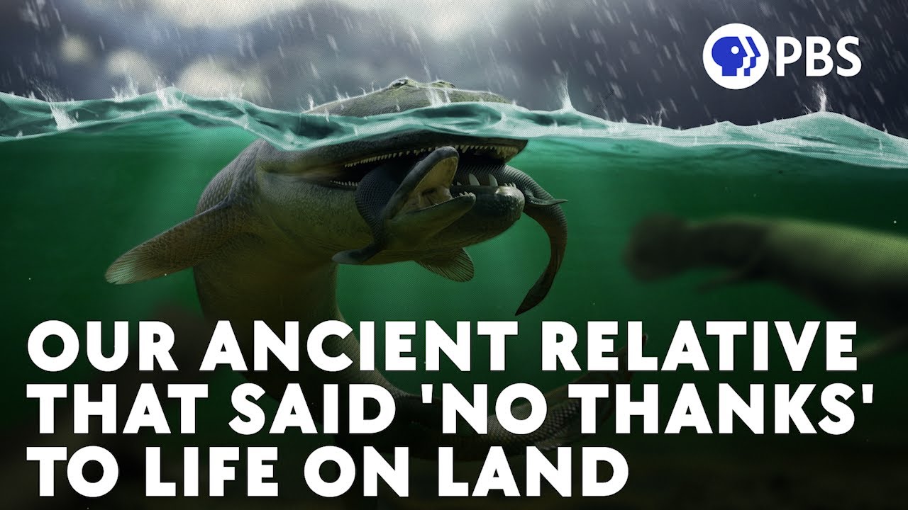 När evolutionen klev ner i vattnet igen