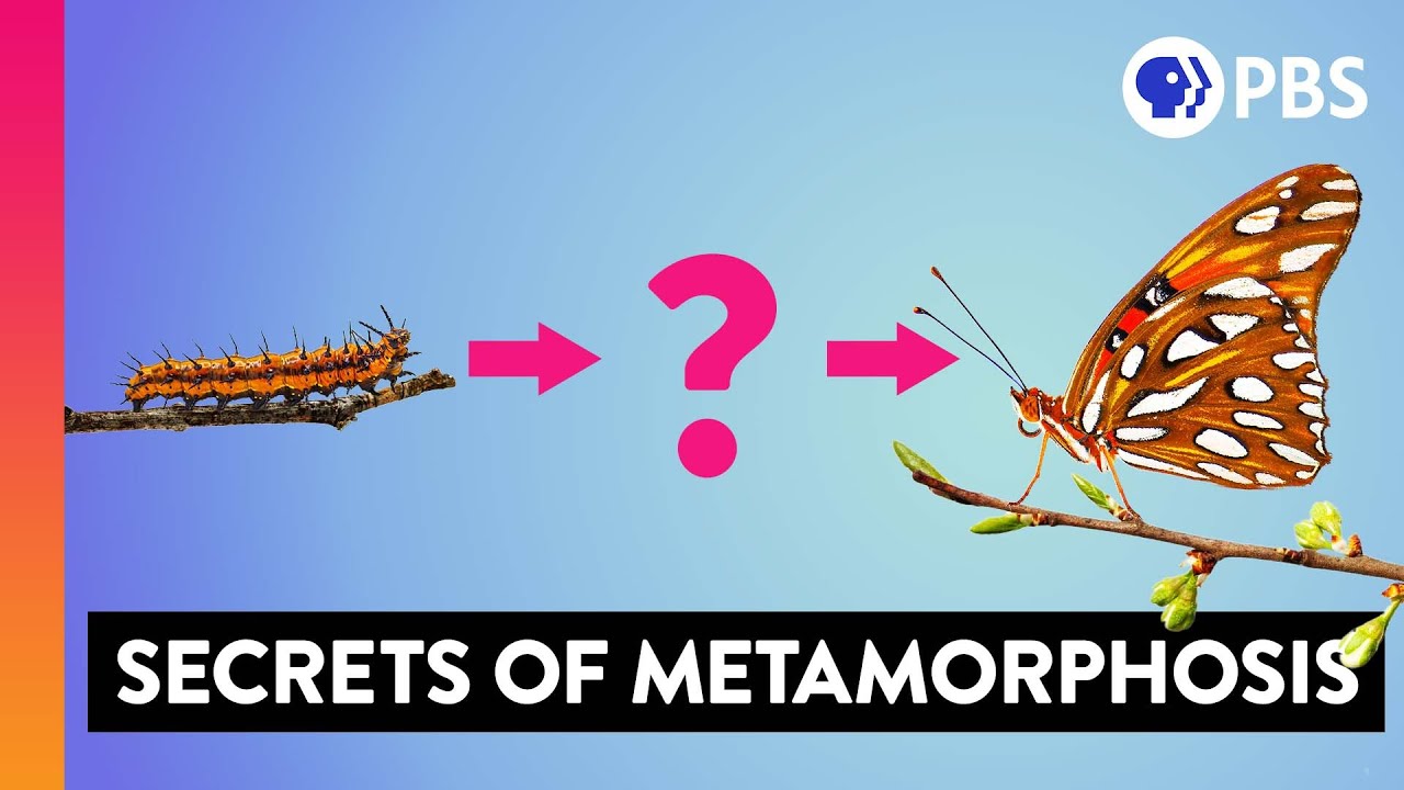 Sanningen om fjärilarnas metamorfos