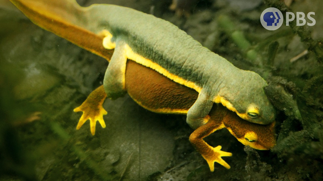 Fyra söta, romantiska par (eller inte)