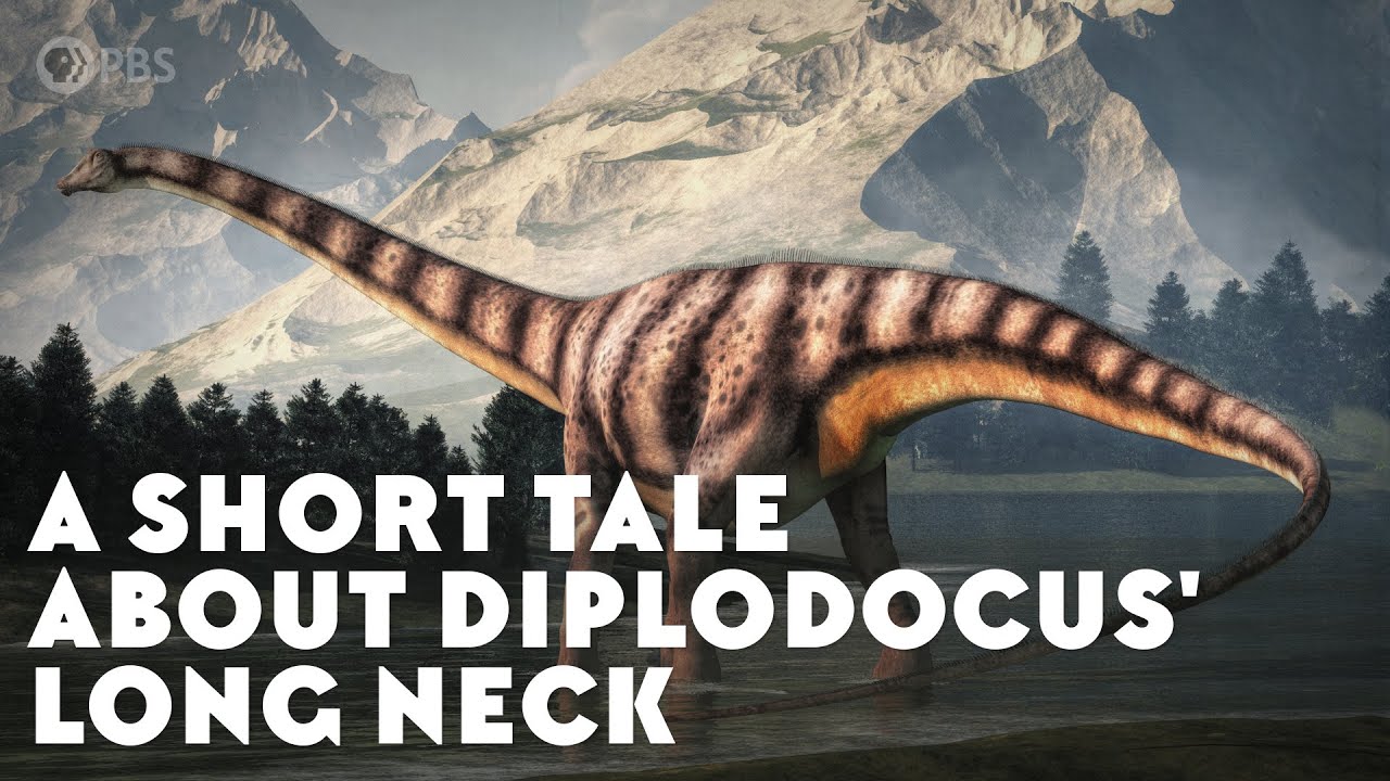 En kort berättelse om Diplodocus långa hals