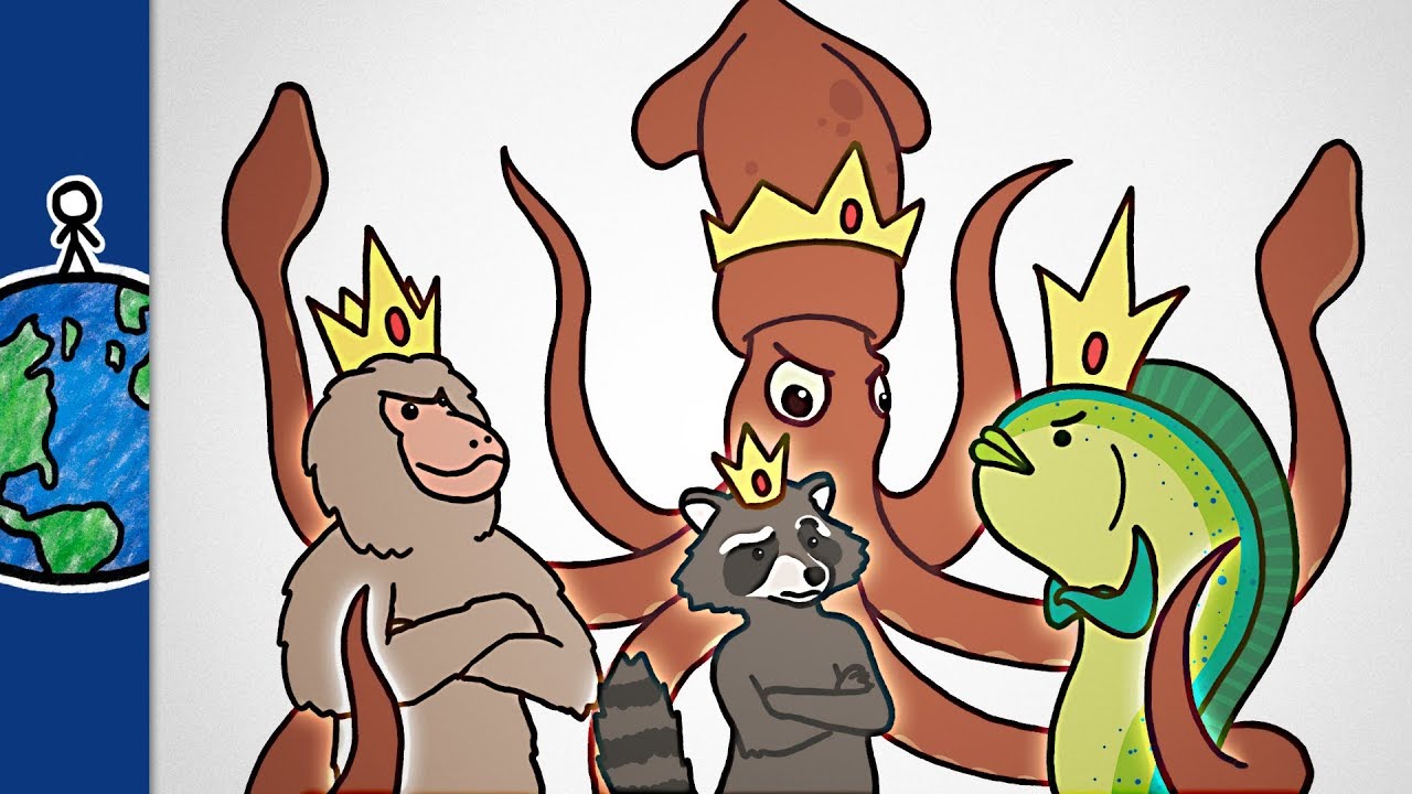 Mellanpredatorns uppgång