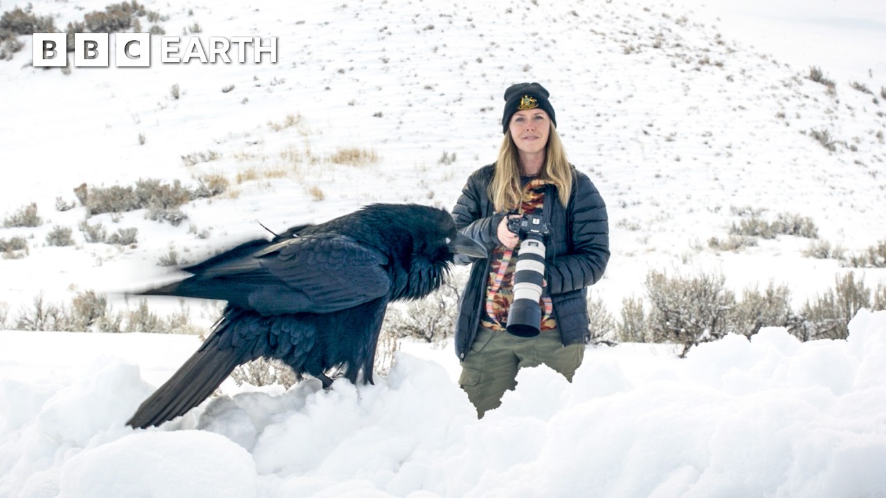 Resa genom Yellowstone: En naturfotografs perspektiv