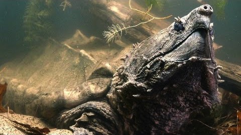 Du vill verkligen inte bli biten av den här sköldpaddan.