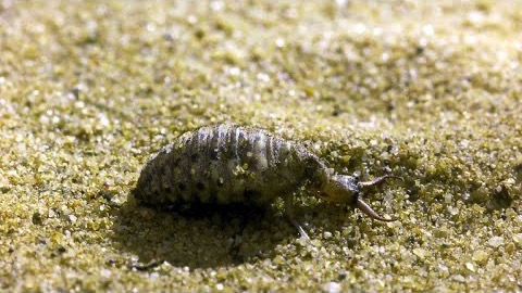 Myrlejonet är en listig, kallblodig mördare.