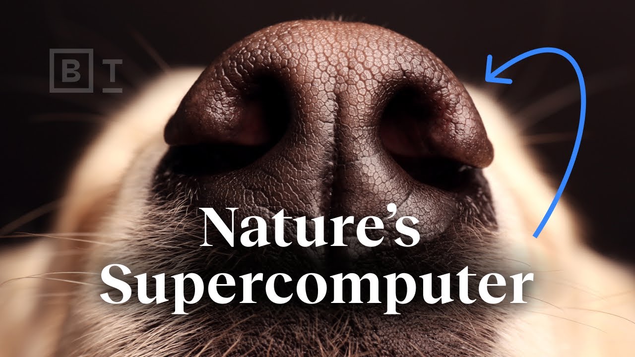 Naturens superdator lever i din hund