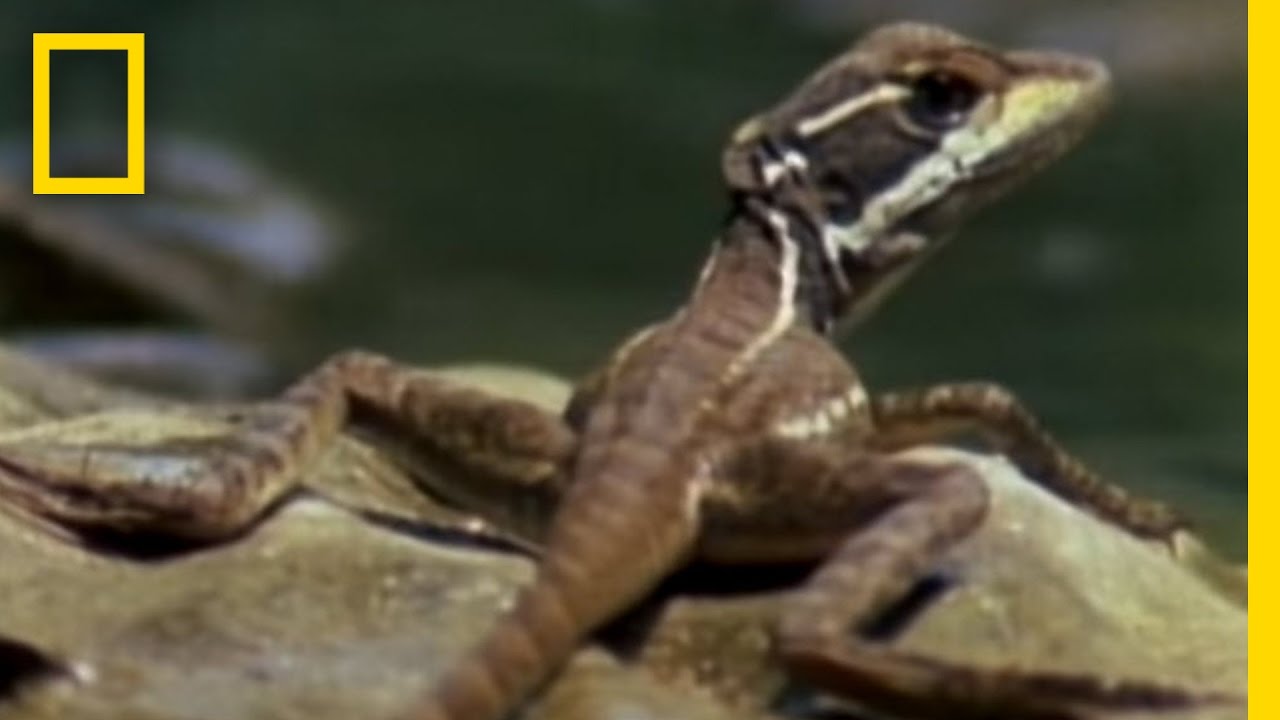 Säg hej till "Jesus-ödlan"