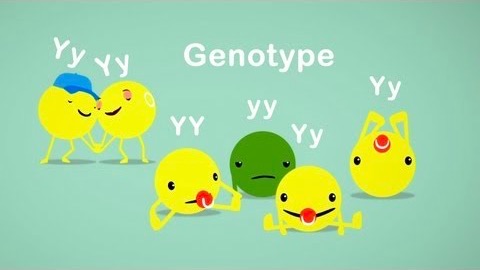 Hur Mendels ärtor hjälpte oss att förstå genetiken