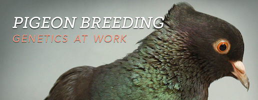 pigeonBanner
