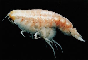 deep-sea-amphipods-eat-trees 58675 600x450