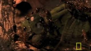 Team-work på myrnivå