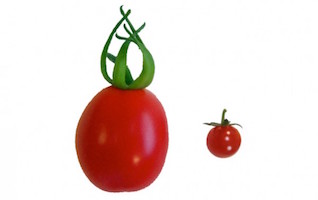 sn-tomatogenome