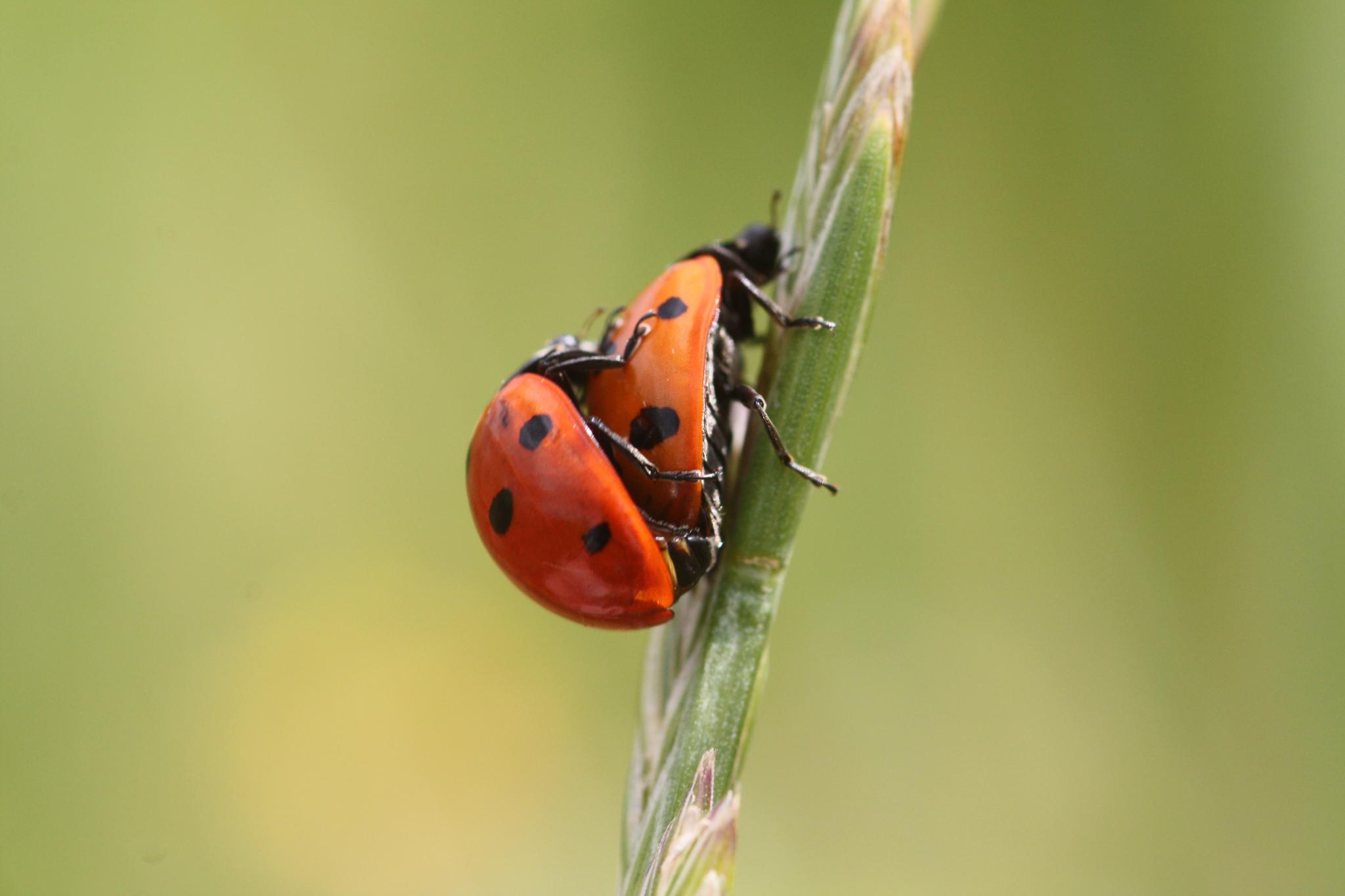 Två sjuprickiga nyckelpigor parar sig.