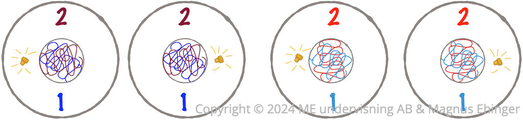 Färdiga haploida gameter bildas.