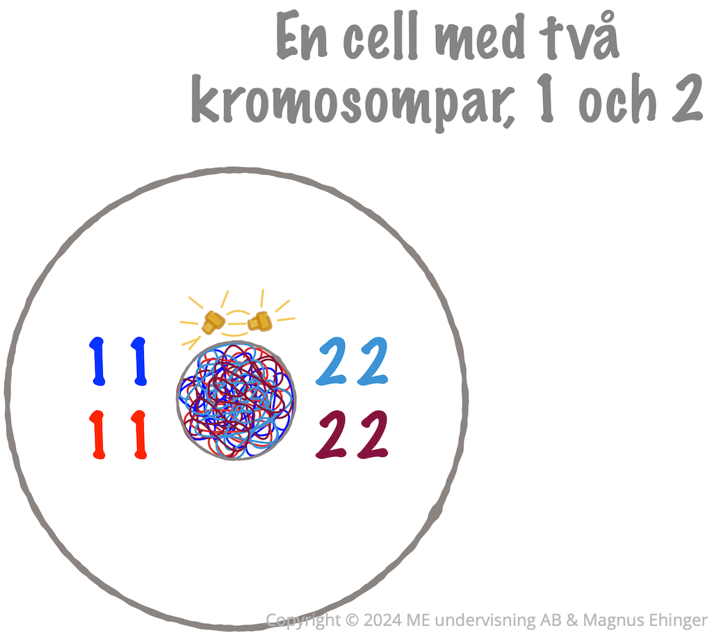 I meiosens interfas replikeras alla kromosomerna.