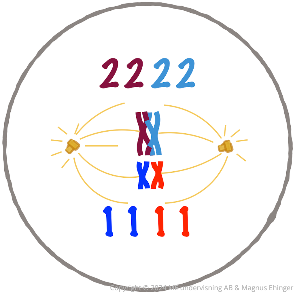 I metafas I utvecklas en fullständig meiotisk kärnspole med delningkromosomerna samlade i en metafasplatta.