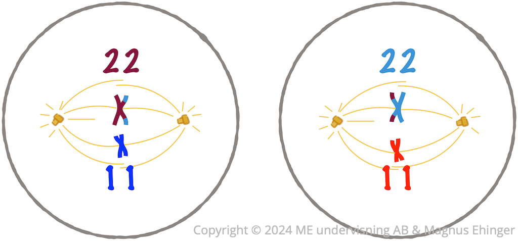 I metafas II utvecklas fullständiga kärnspolar med delningskromosomerna samlade i metafasplattor.