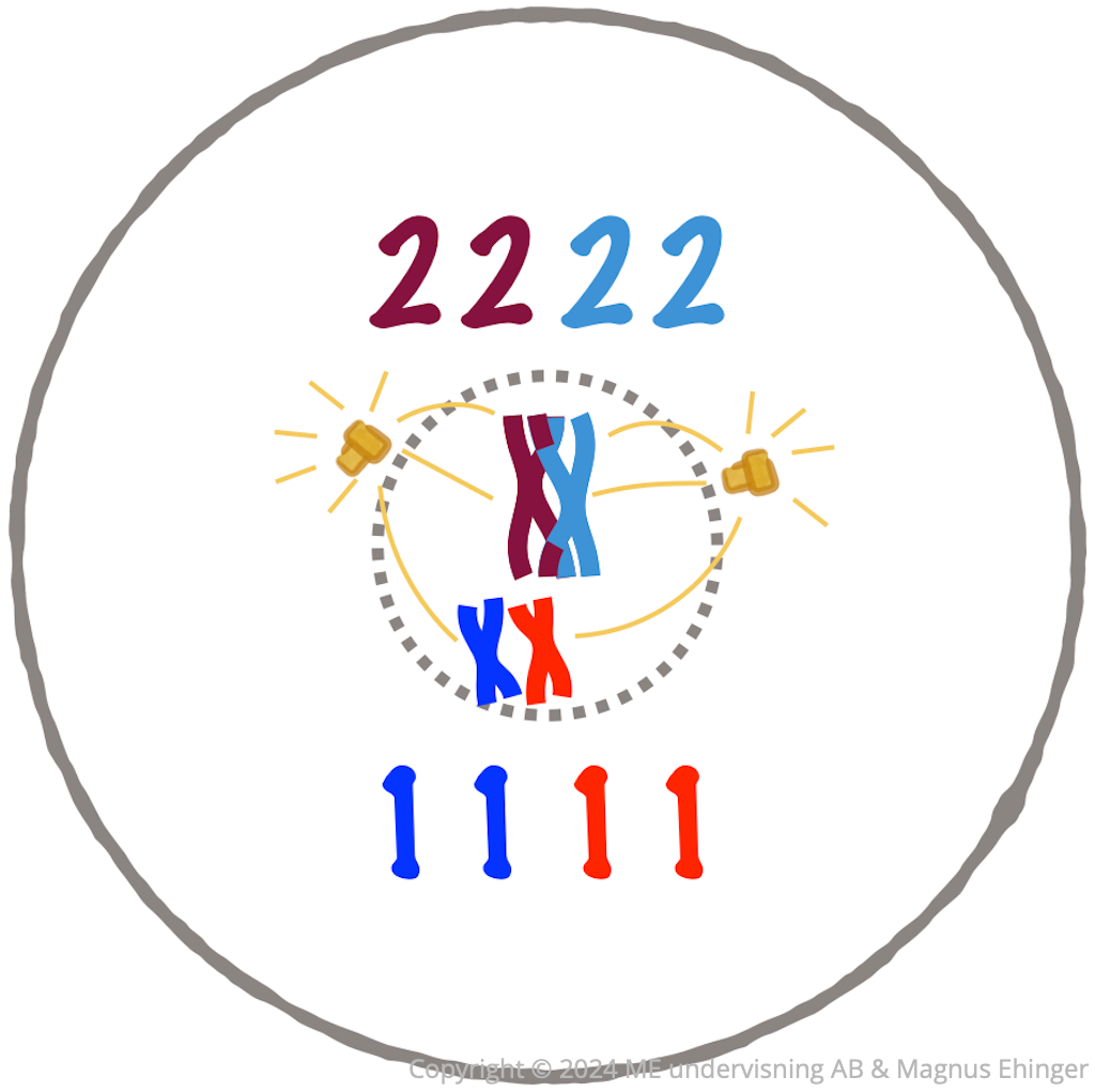 I profas I finns möjlighet för överkorsningar mellan homologa kromosomer.
