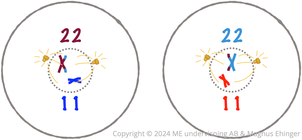 I profas II förbereds de haploida cellerna för en "normal" celldelning.