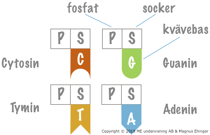 Transkription och translation
