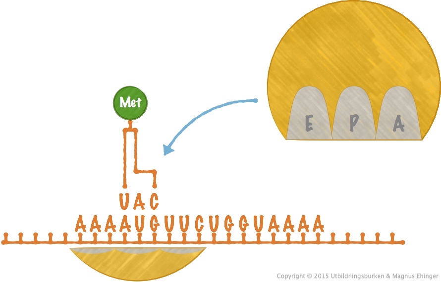 Initiering av translationen.
