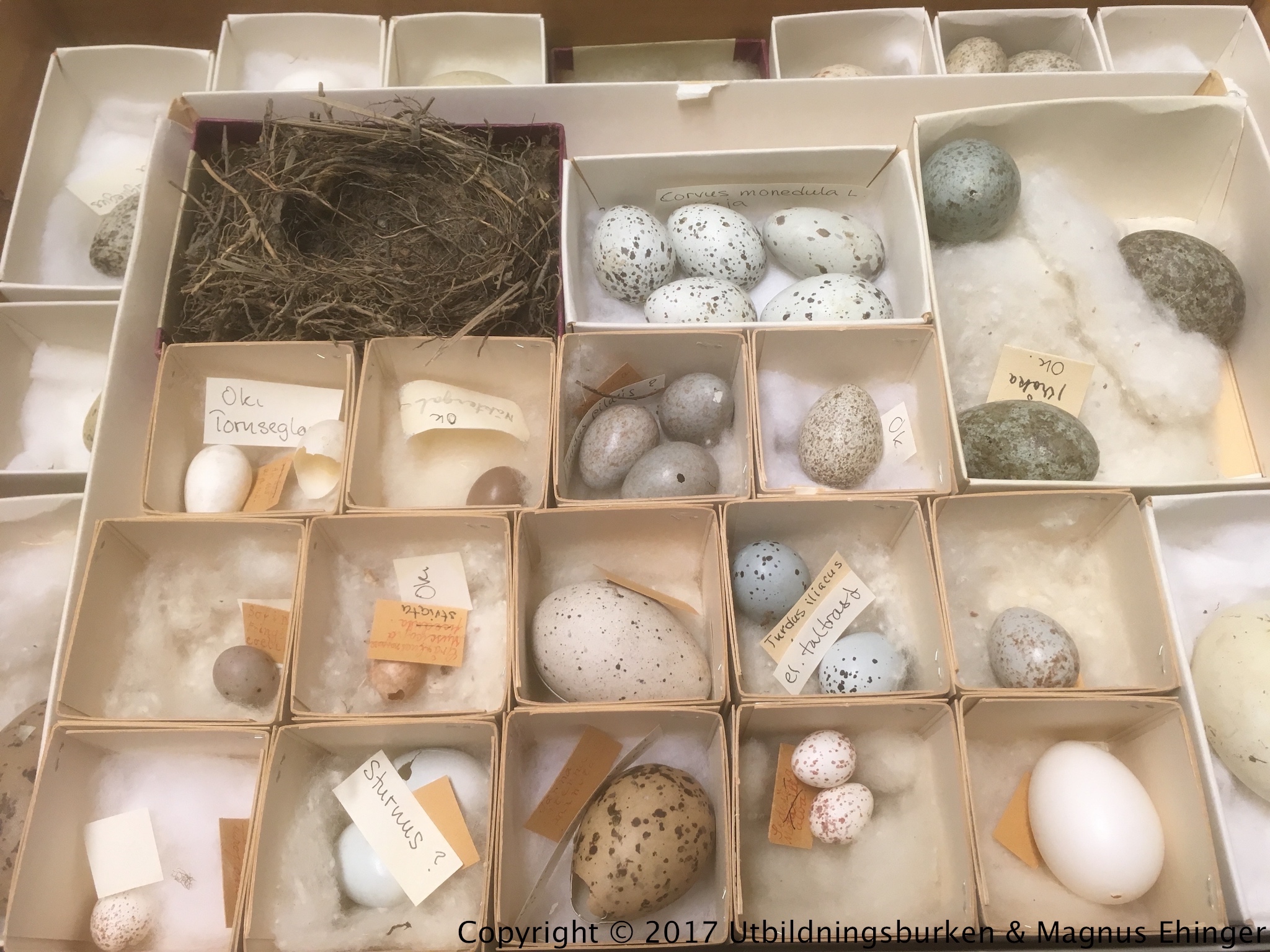 En del av Spykens äggsamling.