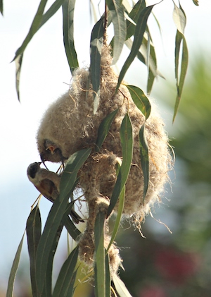 Pungmes (Remiz pendulinus).