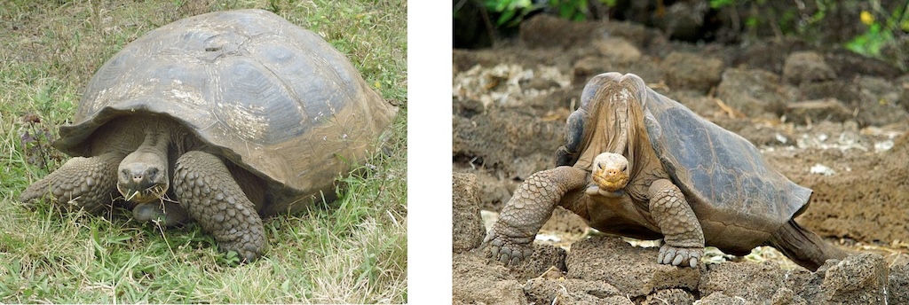 Galapagossköldpaddor.