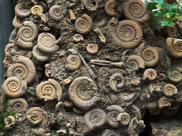 Vad är detta för typ av djur?