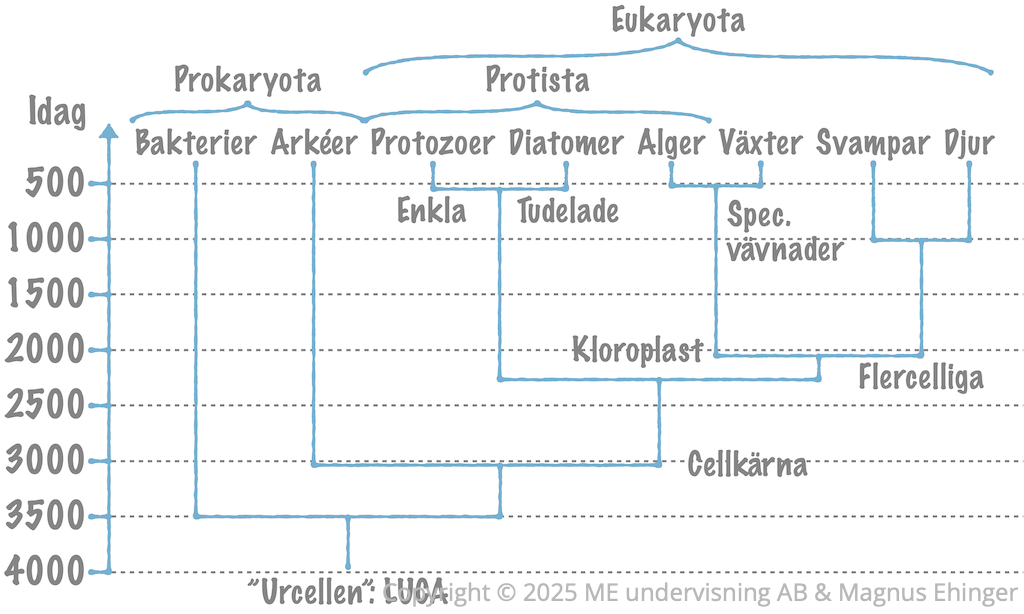 Släktträd – Hela organismvärlden.