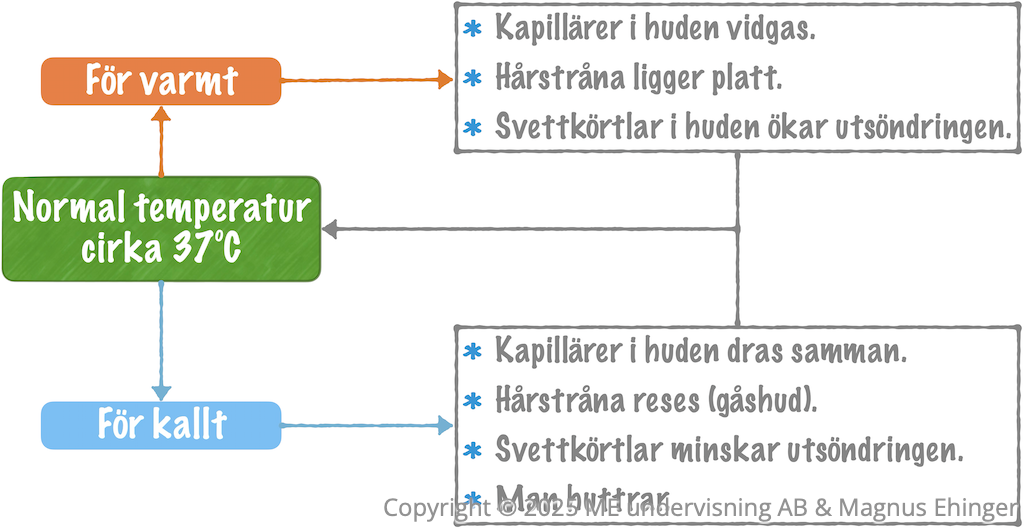 Regleringen av kroppstemperaturen sker via återkoppling till hypotalamus.