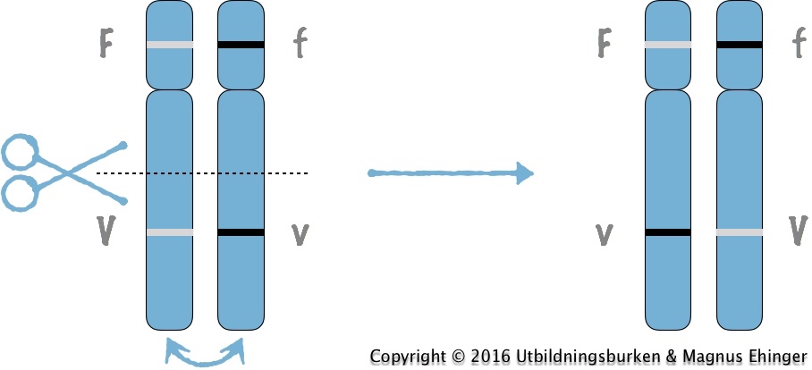Vid överkorsningar byter stora fragment av kromosomerna plats med varandra.