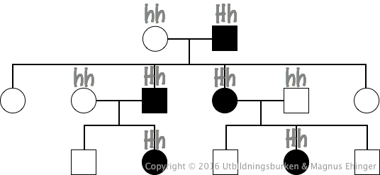 Det är alltid 50% risk att den som drabbats av en dominant autosomal sjukdom för över den till sina barn.