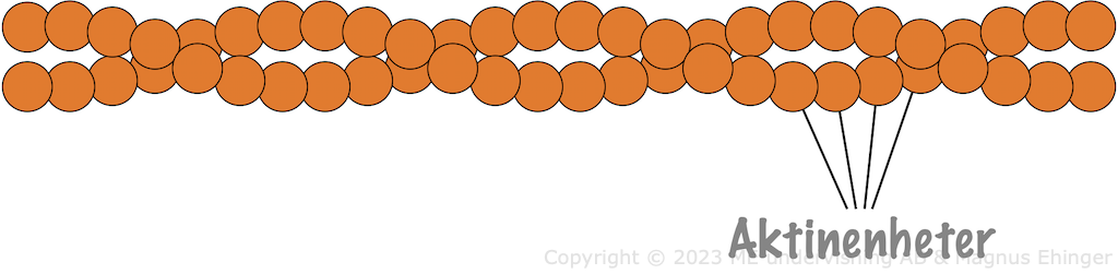 Aktinfilament är uppbyggda av aktinenheter.