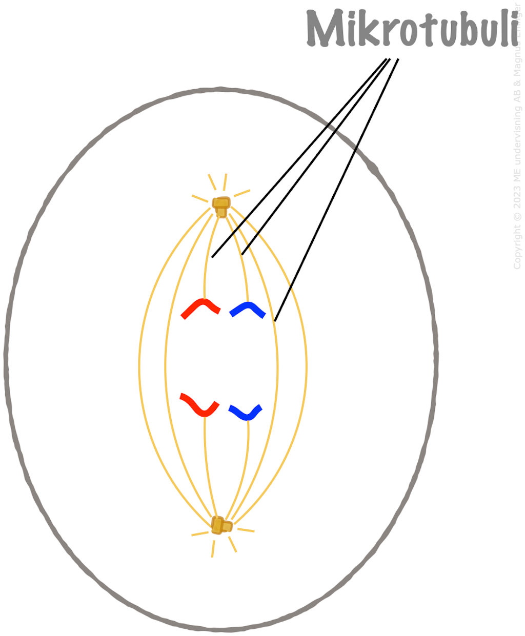 Cell i anafasstadiet i mitosen.