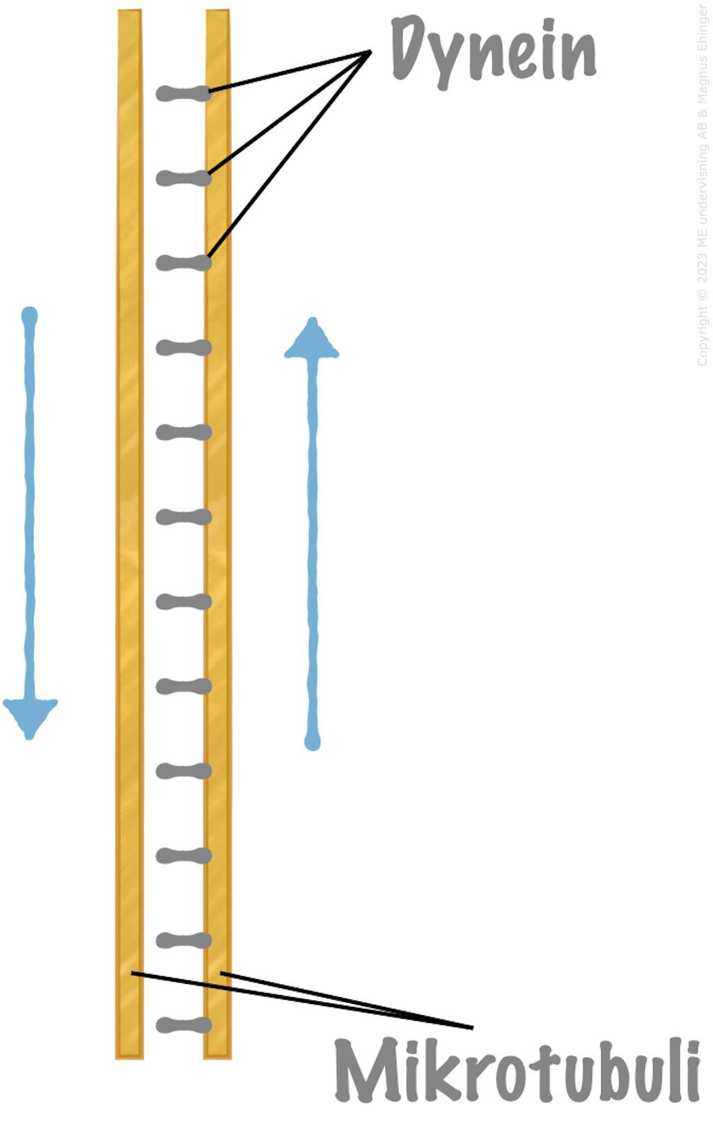 Mikrotubuli i en flagell rör sig i förhållande till varandra med hjälp av dynein.